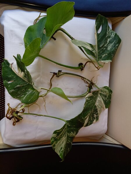 Monstera Albo, frunza cu radacina formata
