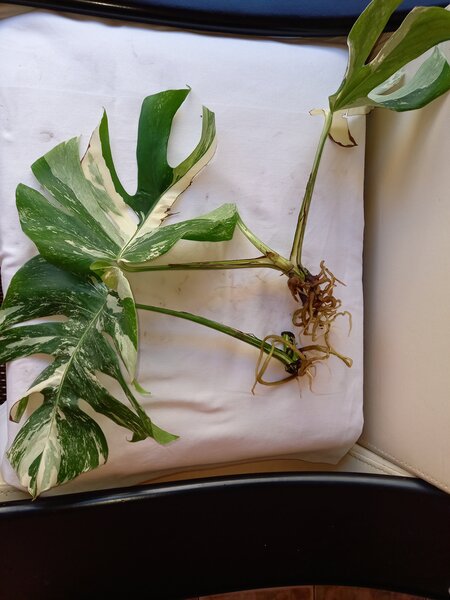 Monstera Albo, frunza cu radacina formata
