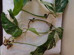 Monstera Albo, frunza cu radacina formata