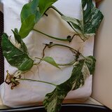 Monstera Albo, frunza cu radacina formata