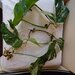 Monstera Albo, frunza cu radacina formata