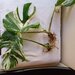 Monstera Albo, frunza cu radacina formata